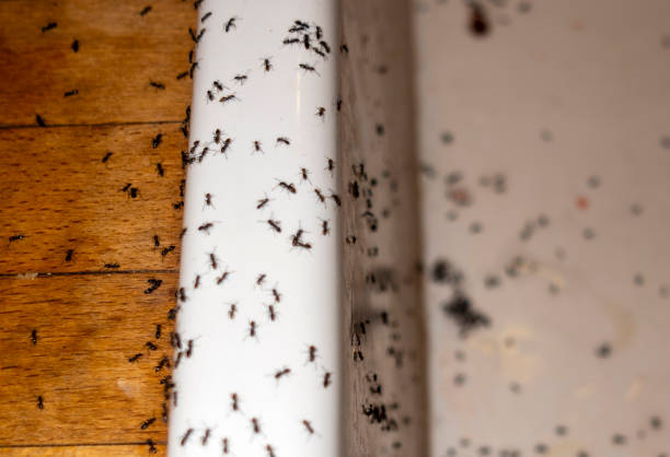 Best Pest Removal Services  in Florence, MT