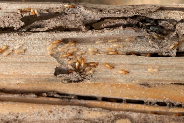 Wasp Removal Services in Florence, MT